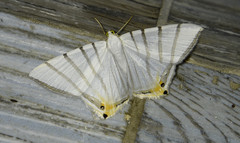 Opisthoxia metargyria