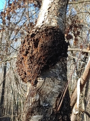 Neonectria ditissima