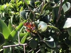 Dovyalis rotundifolia