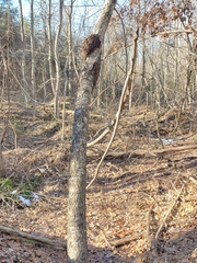 Neonectria ditissima