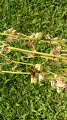 Montezumia ferruginea
