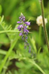 Polygala comosa