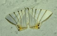 Opisthoxia metargyria