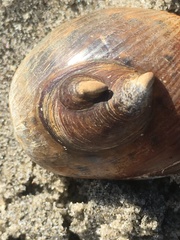 Crepidula onyx