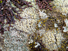 Buellia griseovirens