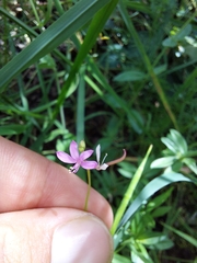 Cleome macrophylla