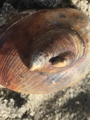 Crepidula onyx