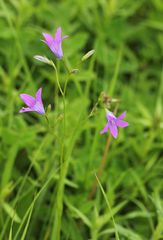Campanula patula