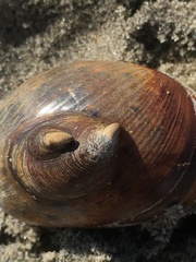 Crepidula onyx