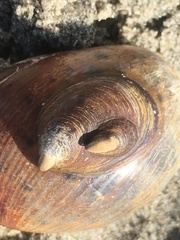 Crepidula onyx