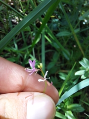 Cleome macrophylla