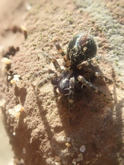 Textrix denticulata