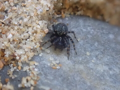 Textrix denticulata
