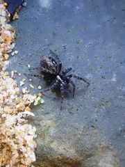 Textrix denticulata