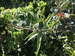 Dovyalis rotundifolia