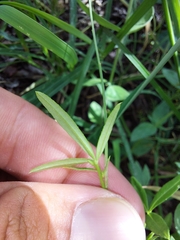 Cleome macrophylla