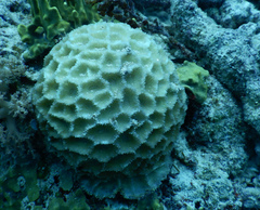 Paramontastraea peresi