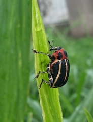Neodiplogrammus quadrivittatus