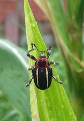 Neodiplogrammus quadrivittatus