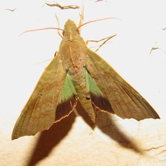 Aleuron chloroptera