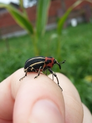 Neodiplogrammus quadrivittatus