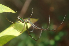 Leucauge levanderi