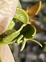 Asphondylia silicula