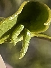 Asphondylia silicula