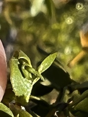Asphondylia silicula