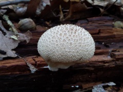 Lycoperdon caudatum