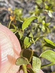 Asphondylia silicula