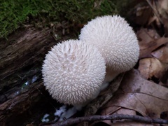 Lycoperdon caudatum