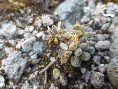 Draba depressa