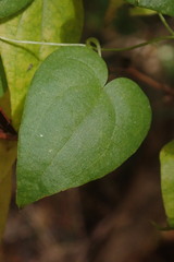 Dioscorea mundii