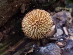 Lycoperdon caudatum