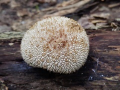 Lycoperdon caudatum