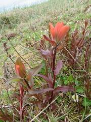 Castilleja miniata dixonii