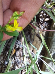 Listia heterophylla
