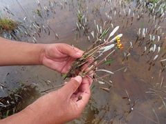 Arctotheca forbesiana