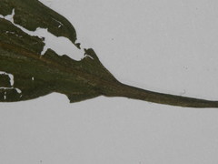 Potamogeton nodosus