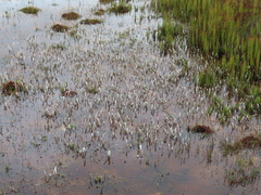 Arctotheca forbesiana