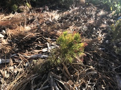 Serruria foeniculacea