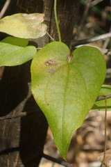 Dioscorea mundii