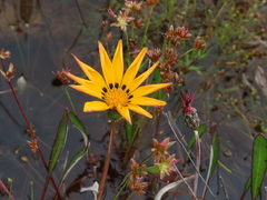 Arctotheca forbesiana