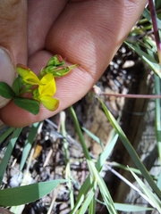 Listia heterophylla