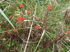 Castilleja miniata dixonii