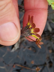 Arctotheca forbesiana