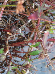 Arctotheca forbesiana