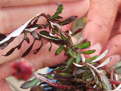 Arctotheca forbesiana