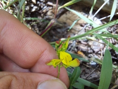 Listia heterophylla